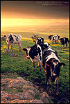 Dairy Cattle at sunrise over the Central Valley, near Tracy, California