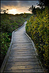 Wooden Boardwalk path walking trail through Elfin Forest Natural Area at sunset, Los Osos, California