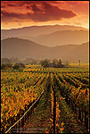Photo: Sunset light over vineyards in fall along the Silverado Trail near Oakville, Napa County, California