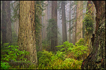 Photo: Redwood forest in fog, Redwood National Park, Del Norte County, California