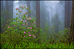 Photo: Wild Rhododendron flowers in bloom, Redwood trees, and fog in forest, Redwood National Park, California