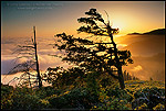 Photo: Tree and fog bank at sunset along the King Range, Lost Coast, near Shelter Cove, Humboldt County, California