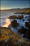 Photo: Wildflowers on coastal bluffs and ocean waves crashing on rock at sunset, Shelter Cove, Lost Coast, Humboldt County, California