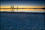 Photo: Dry cracked mud shoreline and barren trees in evening light at the Salton Sea, Imperial Valley, California