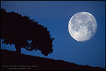 Photo: Moon and Oak Tree, near Briones Regional Park, California
