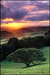 Photo: Oak trees and green grass on hills over valley in spring at sunset, Briones Regional Park, Contra Costa County, California