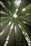 Photo: Inside the Goosepen, Coastal Redwood Trees growing in circle of trunks, near Gualala, Mendocino County, California