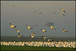 Photo: Flocks of Ross's Geese flying for landing in field in during migration, Merced National Wildlife Refuge, Central Valley, California