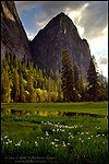 Photo: Wild Iris bloom in meadow below Middle Cathedral Rock at sunset, Yosemite Valley, Yosemite National Park, California