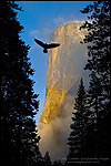 Photo: Raven flying through trees and morning light with clearing storm clouds on El Capitan,Yosemite National Park, California