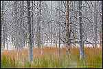 Photo: Burnt tree trunks and grass after a fall snow storm, near Midway, near Firehole Lake Drive, Yellowstone National Park, Wyoming
