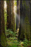 Photo: Sunbeam through redwood forest, Humboldt Redwoods State Park, California