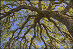 Photo: Oak tree branches, Briones Regional Park, Contra Costa County, California
