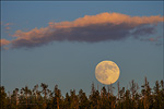 Photo: Full moon rising between trees and cloud, Yellowstone National Park, Wyoming