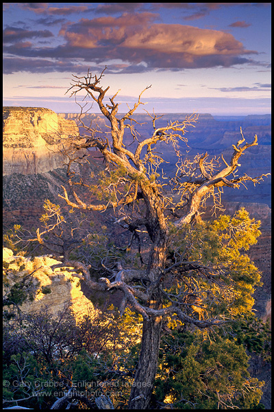 Photo: Photo: Morning light on tree growing along the South Rim, Grand Canyon National Park, Arizona