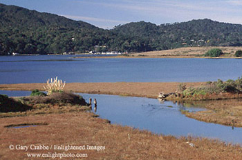 Tidal creek flowing into Tomales Bay, Marin County, California