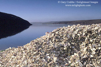 Pile of oyster shells in front of Schooner Bay, Drakes Estero, Point Reyes National Seashore, Marin County, California