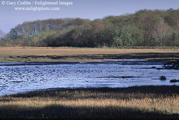 Tidal flats of Bolinas Lagoon, Marin County, California