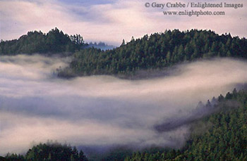 Fog in morning light rolling in over forest covered hills near Mount Tamalpais State Park, Marin County, California