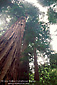 Coastal Redwood tree, Muir Woods National Monument, near Mount Tamalpais, Marin County, California
