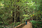 Tourist taking picture of coastal redwood trees at Muir Woods National Monument, Marin County, California