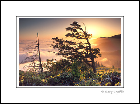 Tree and fog at sunset in the hills of the Lost Coast, Humboldt County, California
