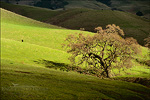 Oak tree, lone cow, and sunlight in pasture, Mount Diablo State Park, Contra Costa County, California