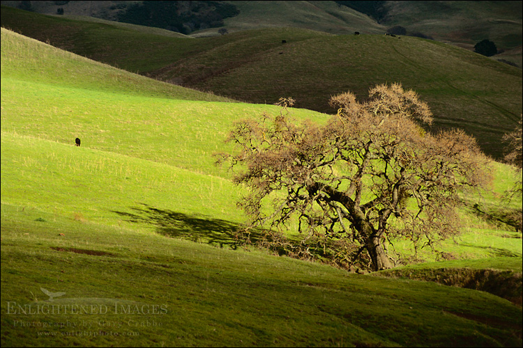 picture: Oak tree, lone cow, and sunlight in pasture, Mount Diablo State Park, Contra Costa County, California