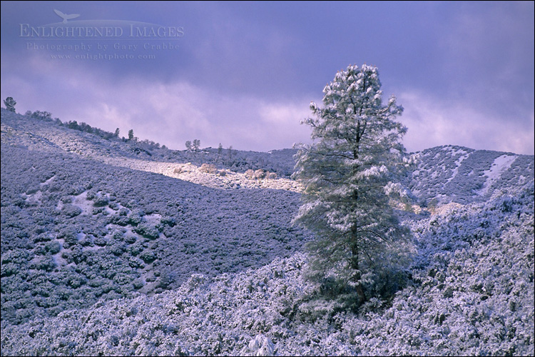 Photo: Rare low-altitude snowstorm during an El Niño winter covers the Elyar Canyon, Alameda County, California