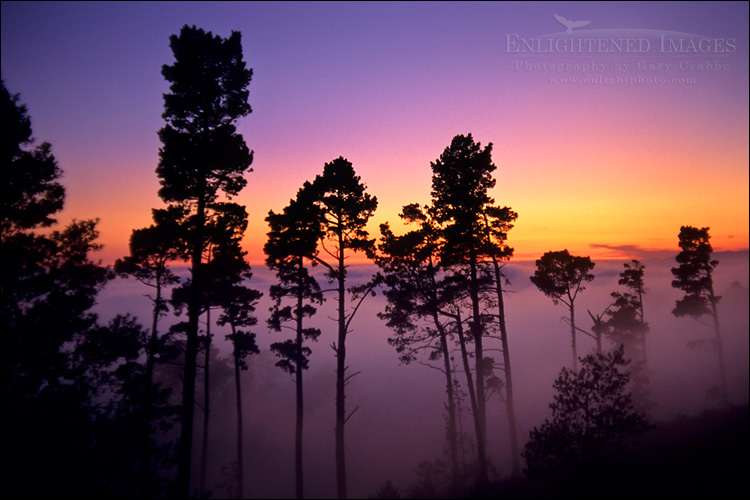 picture: Trees & fog at sunset, 
Berkeley Hills, California