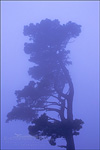 picture: Lone evergreen in evening fog, Tilden Regional Park, Berkeley Hils, California