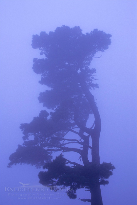 Photo: Lone evergreen in evening fog, Tilden Regional Park, Berkeley Hils, California