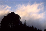 picture: Fog at sunset passing through pine forest at the crest of the Berkeley Hills, Tilden Regional Park, California