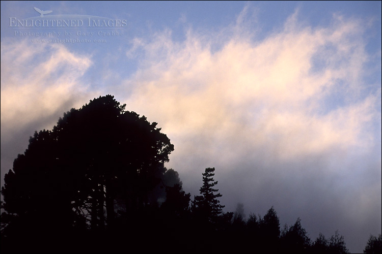 Photo: Fog at sunset passing through pine forest at the crest of the Berkeley Hills, Tilden Regional Park, California