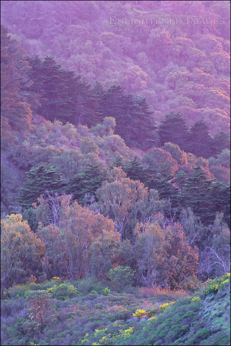 picture: Trees at sunset Berkeley Hills