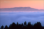 picture: Fog at sunrise below Mt. Tamalpais over SF Bay, from the Berkeley Hills, Alameda County, California