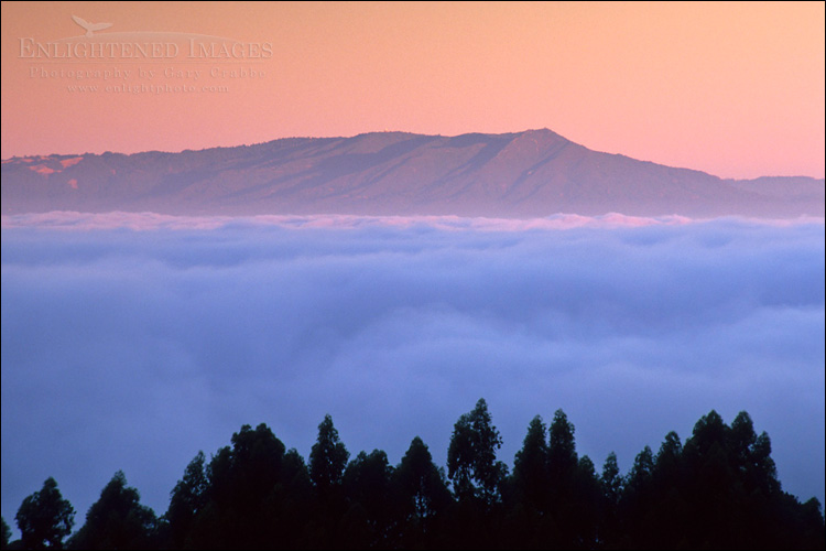 Photo: Fog at sunrise below Mt. Tamalpais over SF Bay, from the Berkeley Hills, Alameda County, California