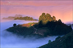 picture: Fog and trees at sunrise in the Berkeley Hills, Tilden Regional Park, Alameda County, California