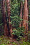 picture: Redwood trees after a rainstorm Redwood Regional Park, Oakland Hills, California