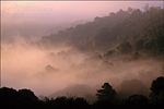picture: Trees and morning fog  near Orinda, Contra Costa County, California