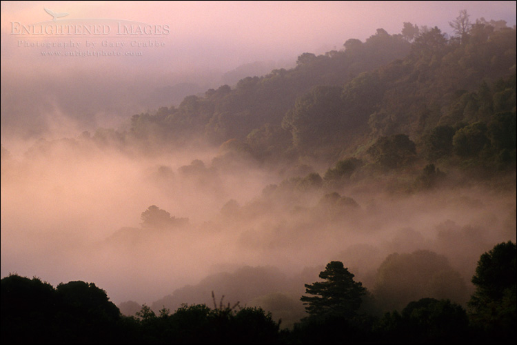 Photo: Trees and morning fog  near Orinda, Contra Costa County, California