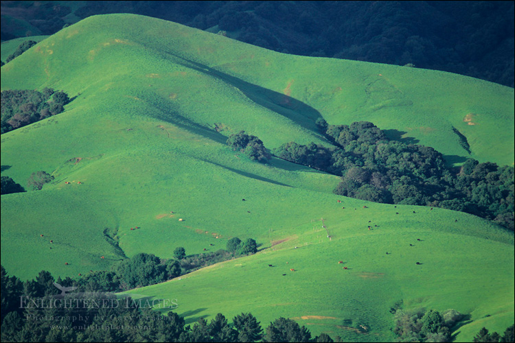 Photo: Green grass and oak hills in spring, Briones Regional Park, near Orinda, Contra Costa County, California