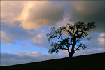 picture: Late afternoon light on storm clouds over a lone Valley Oak in winter, Alhambra Valley, Contra Costa County, California