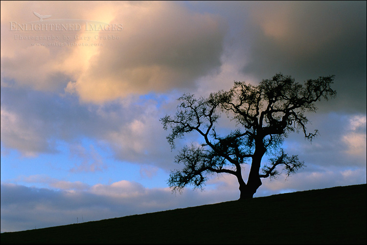 picture: Storm clouds over
lone oak tree