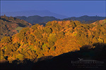 picture: Morning light on oak covered hills in Briones Regional Park, above Lafayette, Contra Costa County, California