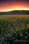 picture: Sunset over green field filled with wildflowers in spring, Alhambra Valley, Contra Costa, California