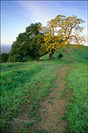 picture: Green hills and hiking trail in spring on Lafayette Ridge, Lafayette, California