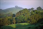 picture: Green hills and oak trees in morning mist in spring on Lafayette Ridge, Lafayette, California