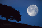 picture: Moonset in pre-dawn light next to lone oak tree in the Briones Region, Contra Costa County, California