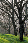 picture: Oak trees and green grass on hills in spring, Briones Regional Park, Contra Costa County, California